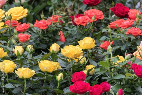 colorful roses in the garden