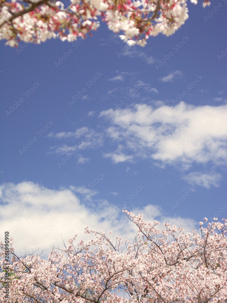 Obraz premium 満開の桜と青空