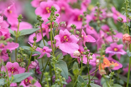 flower in the garden
