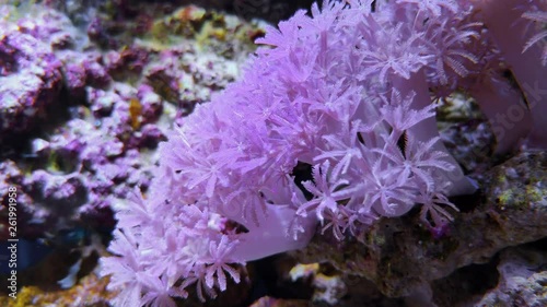 Anthelia sp. soft coral or pulsecoral in blue depth of sea or ocean. Purple or pink xenia in saltwater aquarium, pulsing or waving hand coral. Exotic ruby alcyonaria on footage, pulsating xeniidae photo