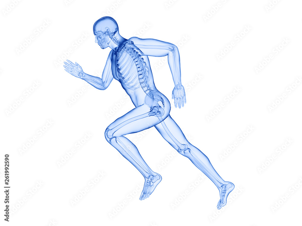 3d rendered illustration of a joggers skeleton 3d rendered illustration of a joggers skeleton