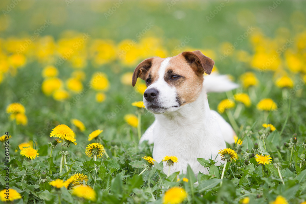 Jack Russel Terrier im Frühling