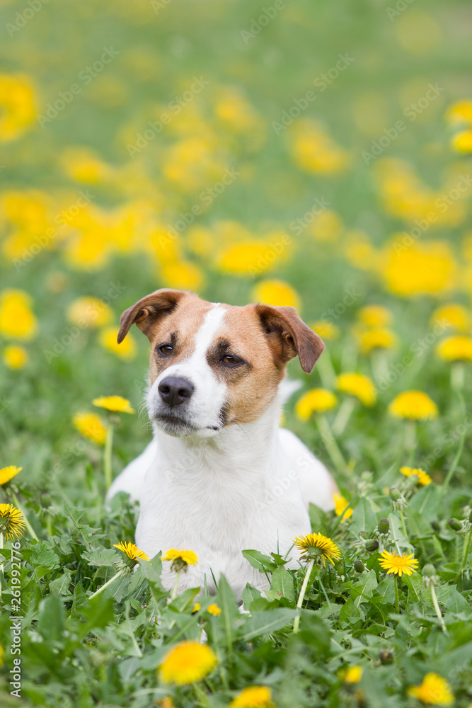 Hund Jack Russel Terrier Rüde im Frühling mitten in den Butterblumen