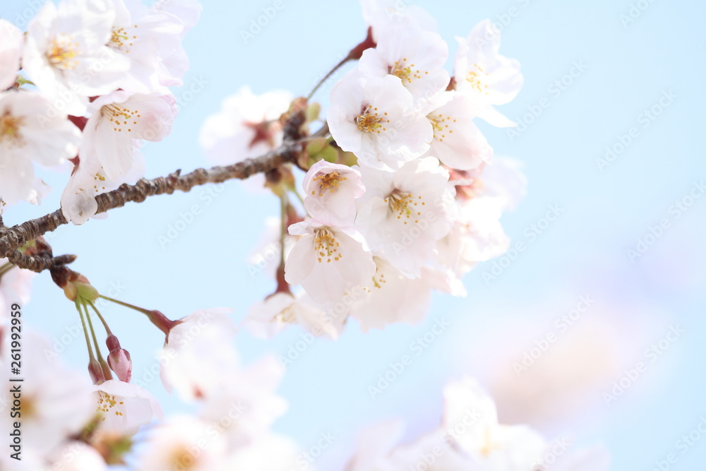 Fototapeta premium 稲取高原の桜