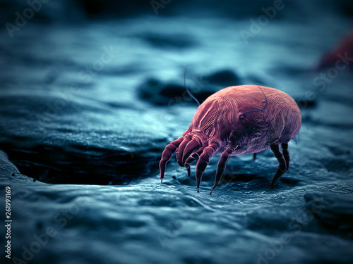 3d rendered illustration of a house dust mite