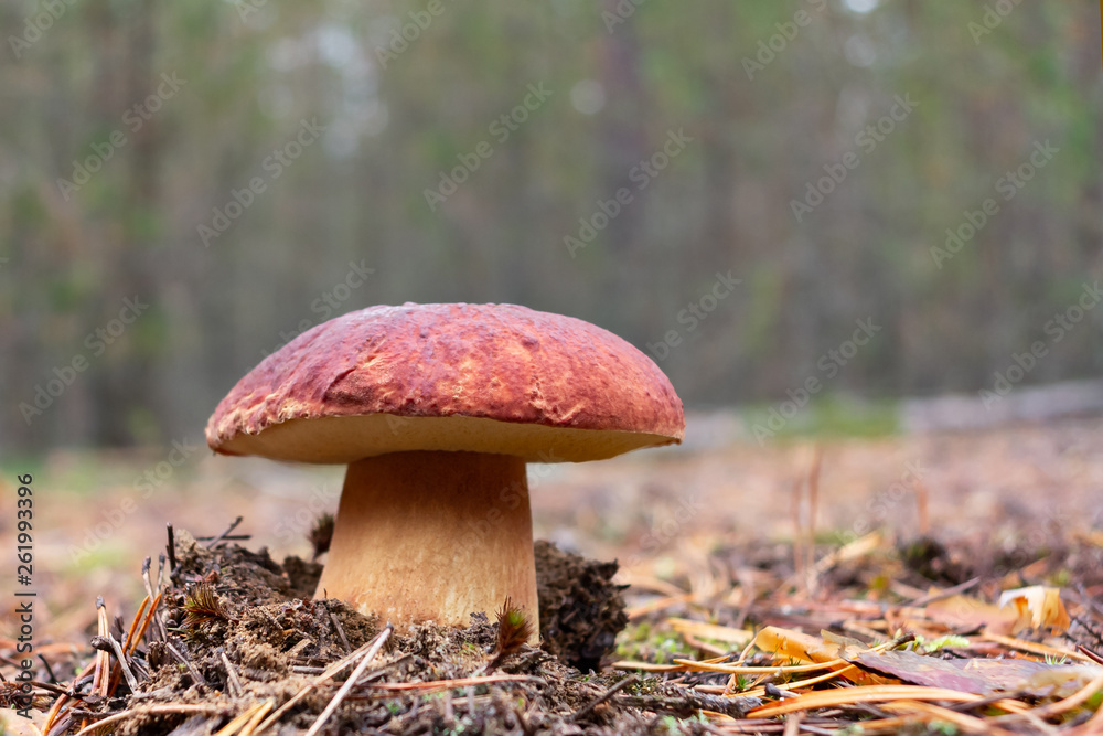 Edible boletus edulis mushroom, known as a penny bun or king bolete growing in pine forest - image Edible boletus edulis mushroom, known as a penny bun or king bolete growing in pine forest - image