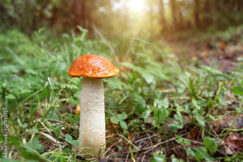 beautiful little mushroom Leccinum known as a Orange birch bolete, growing in a forest at sunrise- image