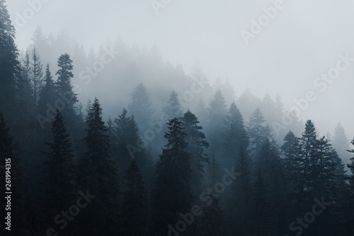 mountain trees in the fog