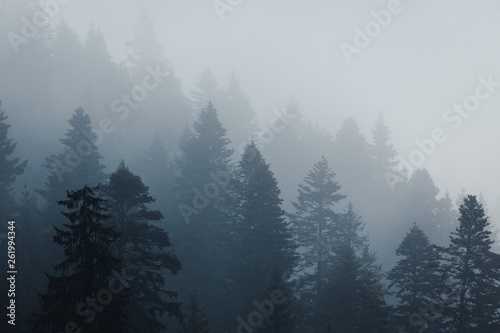 mountain trees in the fog
