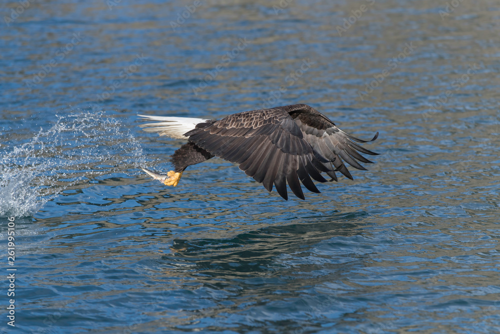 Adult North America Bald Eagle in Kachemak Bay, Alaska Adult North America Bald Eagle in Kachemak Bay, Alaska