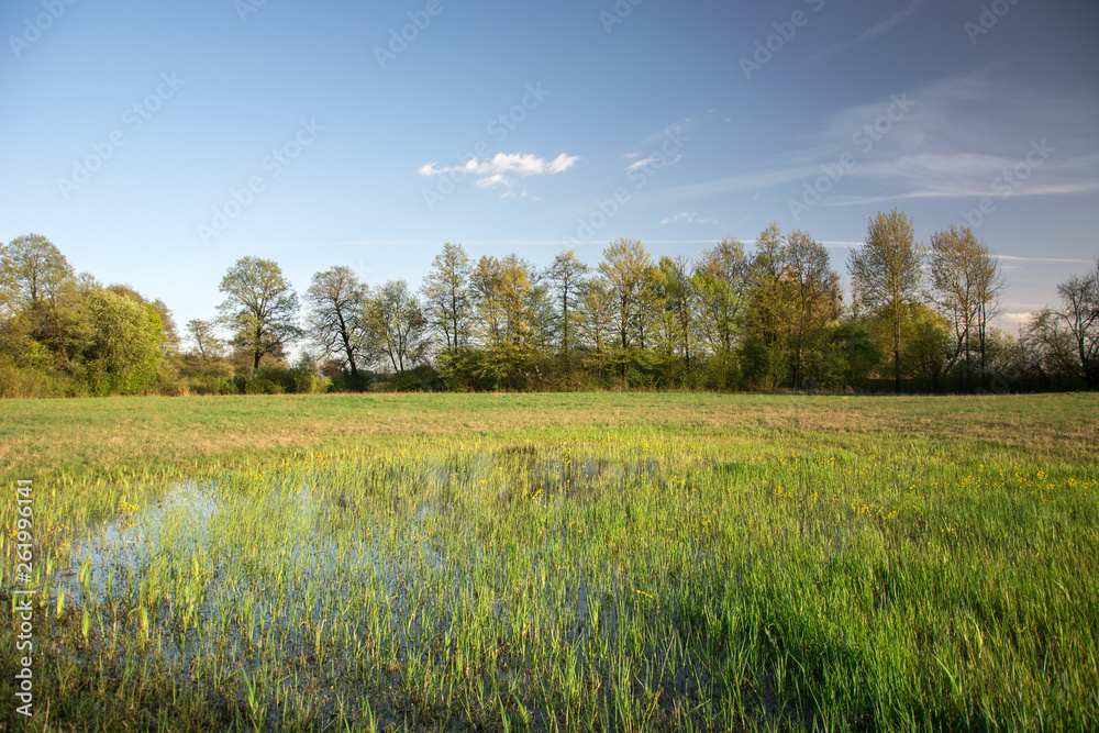 Meadow flooded with water and green trees