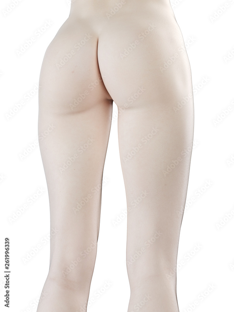 3d rendered illustration of a females bottom 3d rendered illustration of a females bottom