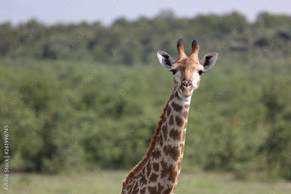 Giraffe / Giraffe / Giraffa Camelopardalis