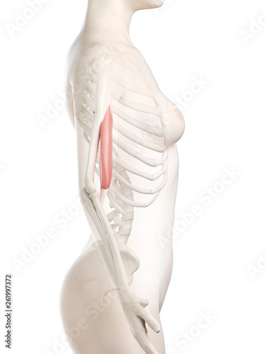 3d rendered medically accurate illustration of a womans Biceps