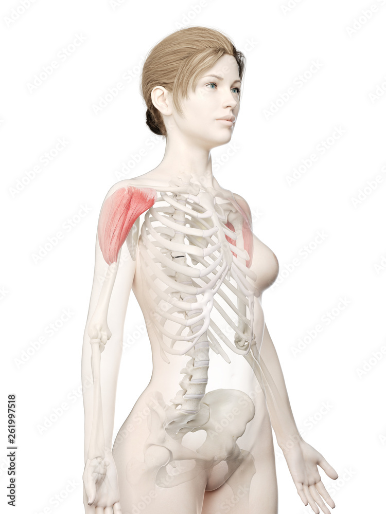 3d rendered medically accurate illustration of a womans Deltoid 3d rendered medically accurate illustration of a womans Deltoid