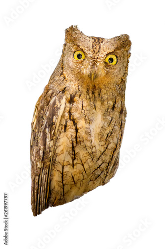 Isolated Owl. White background. Eurasian Scops Owl. Otus scops photo