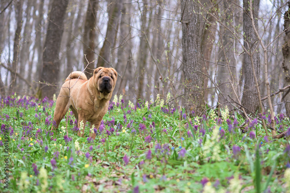 the dog is a purebred Shar-Pei in the woods. spring forest with flowers the dog is a purebred Shar-Pei in the woods. spring forest with flowers