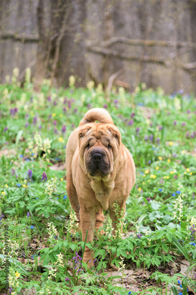 the dog is a purebred Shar-Pei in the woods. spring forest with flowers the dog is a purebred Shar-Pei in the woods. spring forest with flowers