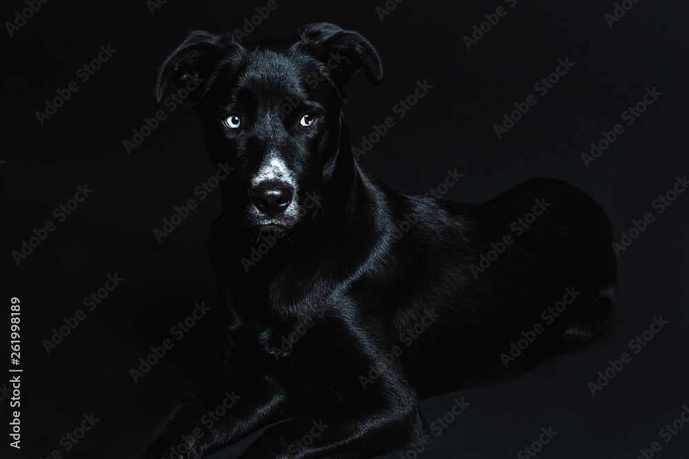 Black elegant dog laying down in a dark background