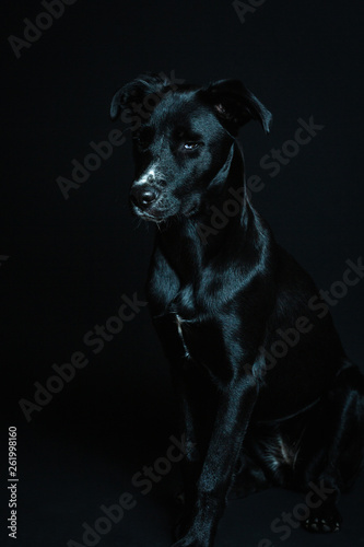 Dark image of a black model dog in a black background