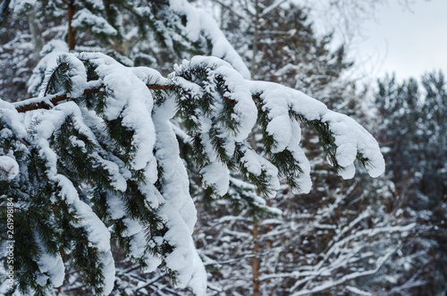 snow lies on the branch of spruce