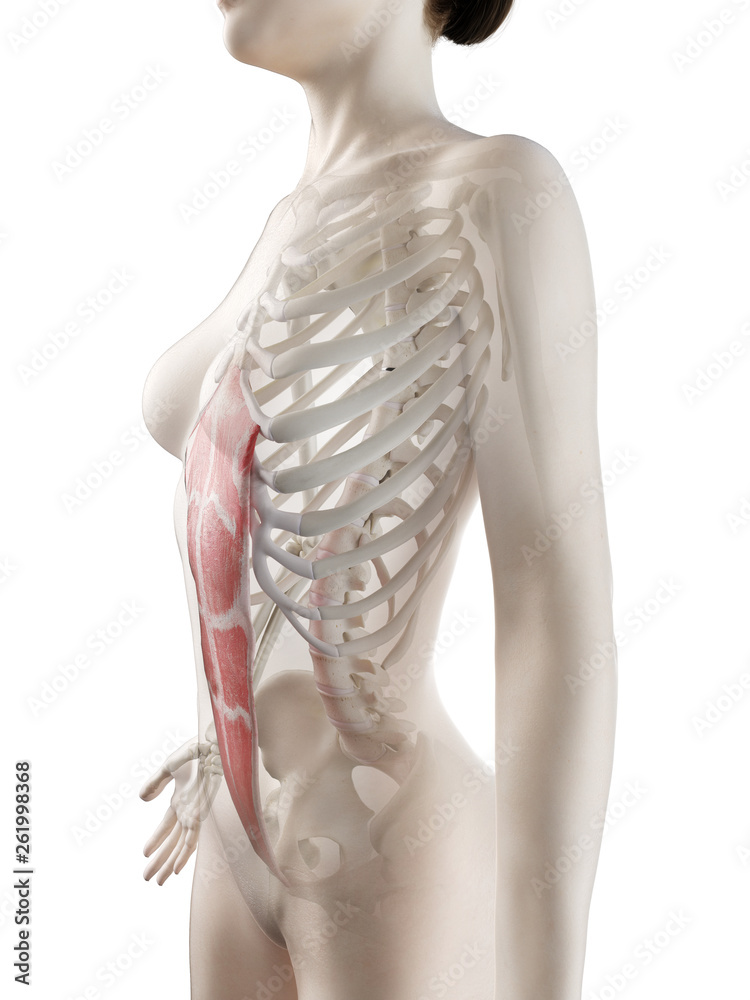 3d rendered medically accurate illustration of a womans Rectus Abdominis 3d rendered medically accurate illustration of a womans Rectus Abdominis