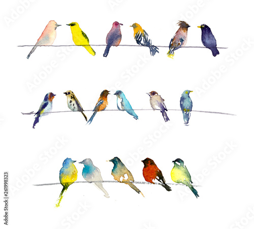 Birds. Watercolor hand dawn illustration