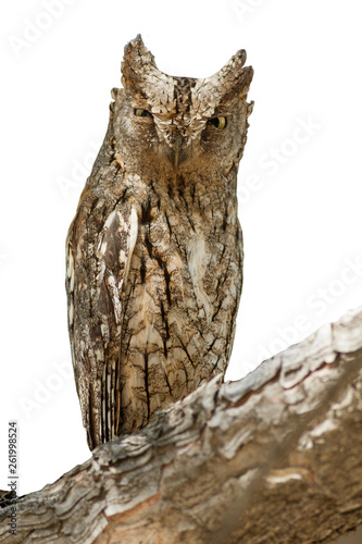 Isolated Owl. White background. Eurasian Scops Owl. Otus scops photo