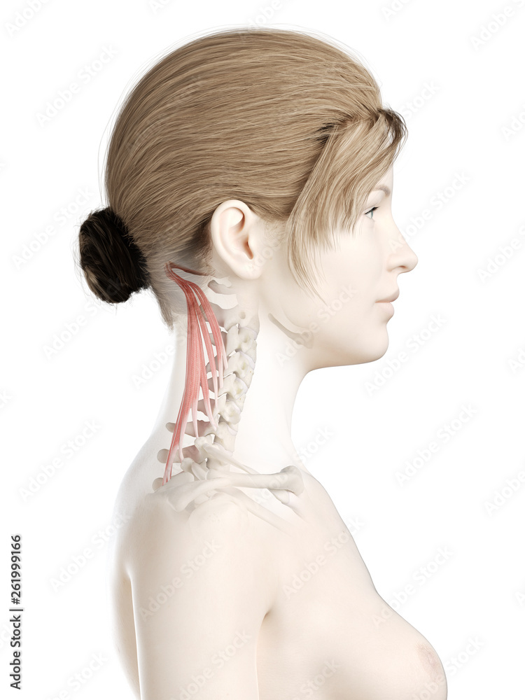 3d rendered medically accurate illustration of a womans semispinalis capitis 3d rendered medically accurate illustration of a womans semispinalis capitis