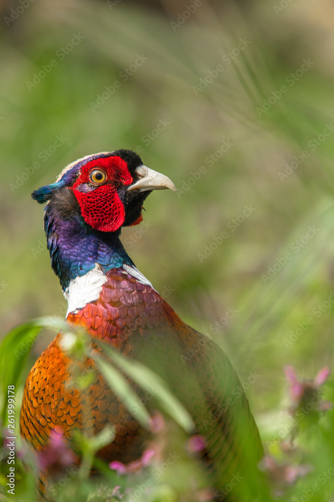 Young male pheasant in the grass close up 