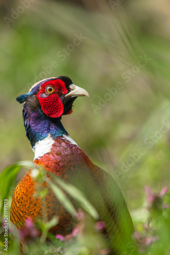 Young male pheasant in the grass close up  photo
