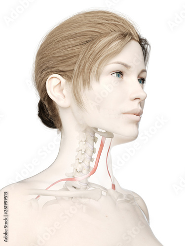 3d rendered medically accurate illustration of a womans omohyoid photo