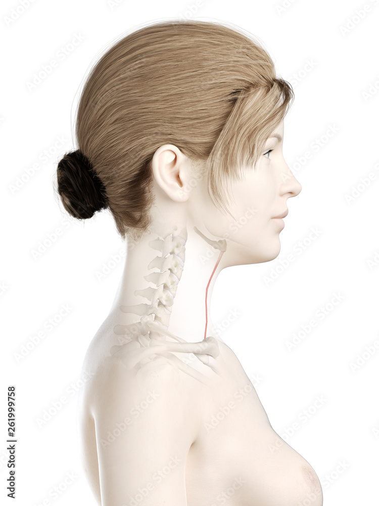 3d rendered medically accurate illustration of a womans sternohyoid 3d rendered medically accurate illustration of a womans sternohyoid