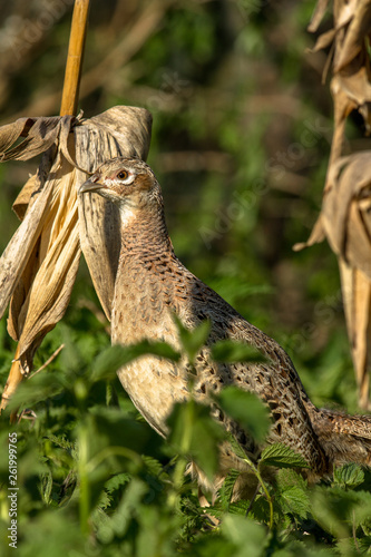 Female pheasant in natural habitat photo