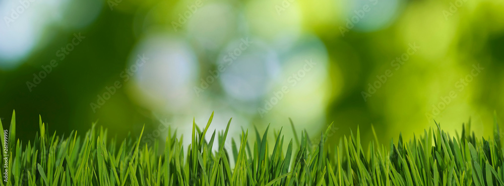 image of grass in the garden
