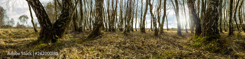 Panoramic springtime forest at sunrise in the English countryside with strong tree shadows panoramic