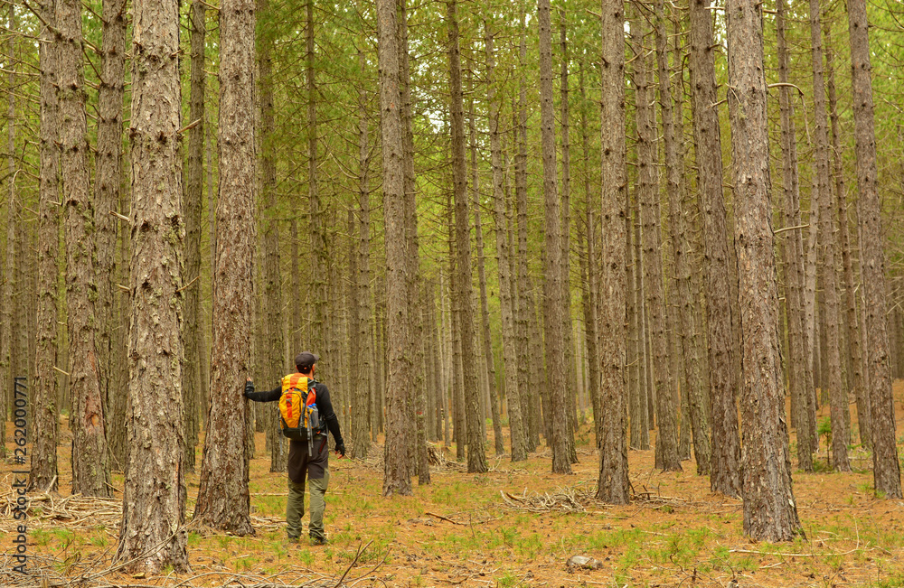 Forest And Human Forest And Human