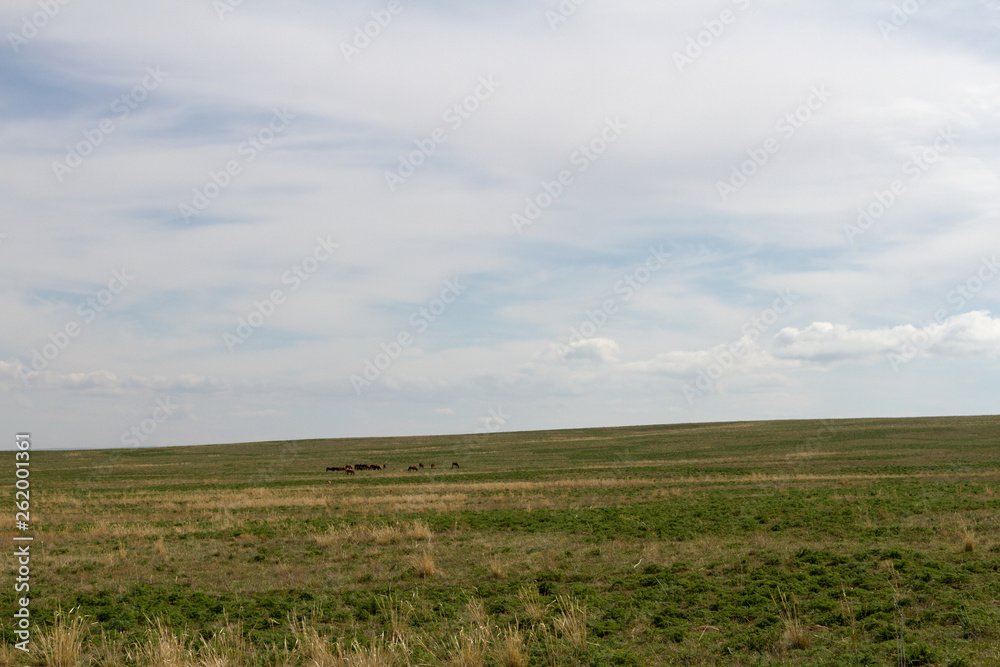 spring in the Kazakh steppe