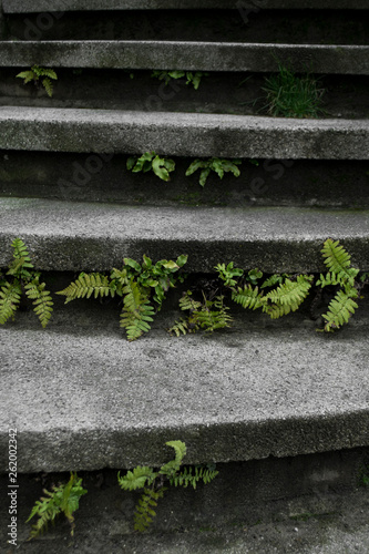 Treppe mit Farn