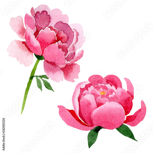 Pink peony floral botanical flowers. Watercolor background illustration set. Isolated peonies illustration element.