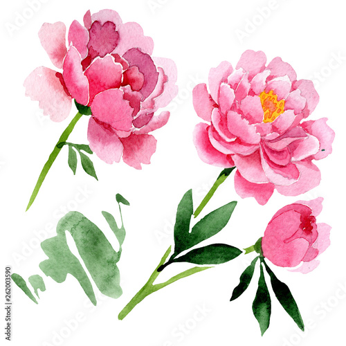 Pink peony floral botanical flowers. Watercolor background illustration set. Isolated peonies illustration element.