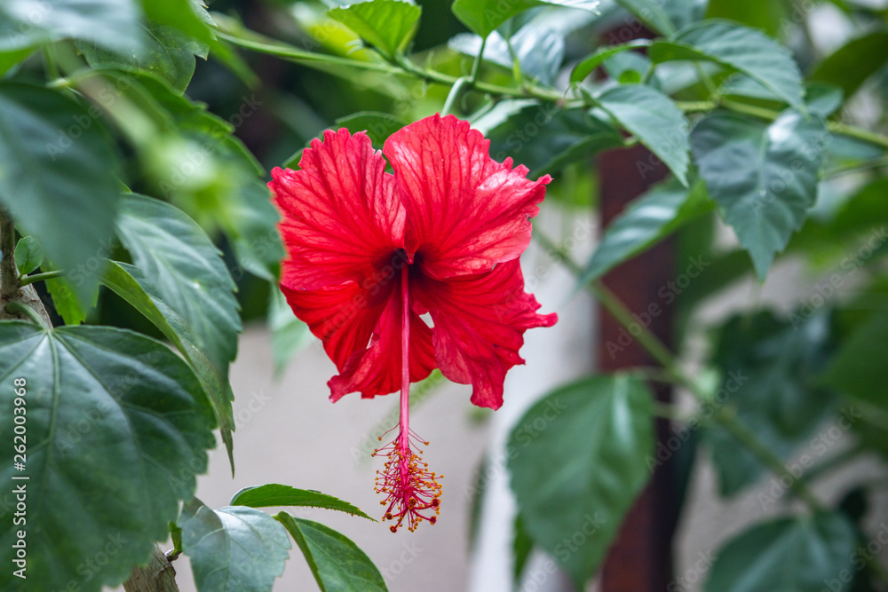 Close up of flower of Hibiscus (Hibiscus rosa-sinensis) with vegetation background. Close up of flower of Hibiscus (Hibiscus rosa-sinensis) with vegetation background.