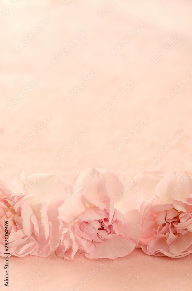 Pink carnation on a pink background