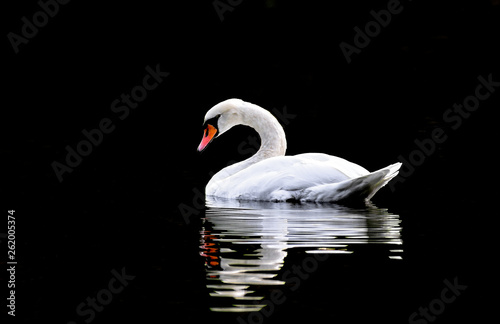 Fototapeta Naklejka Na Ścianę i Meble -  Swan on lake