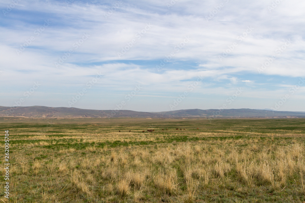 spring steppe of Kazakhstan