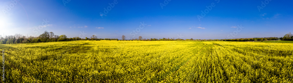 Rape seed field in spring in the English countryside on a clear blue sky day, England panoramic