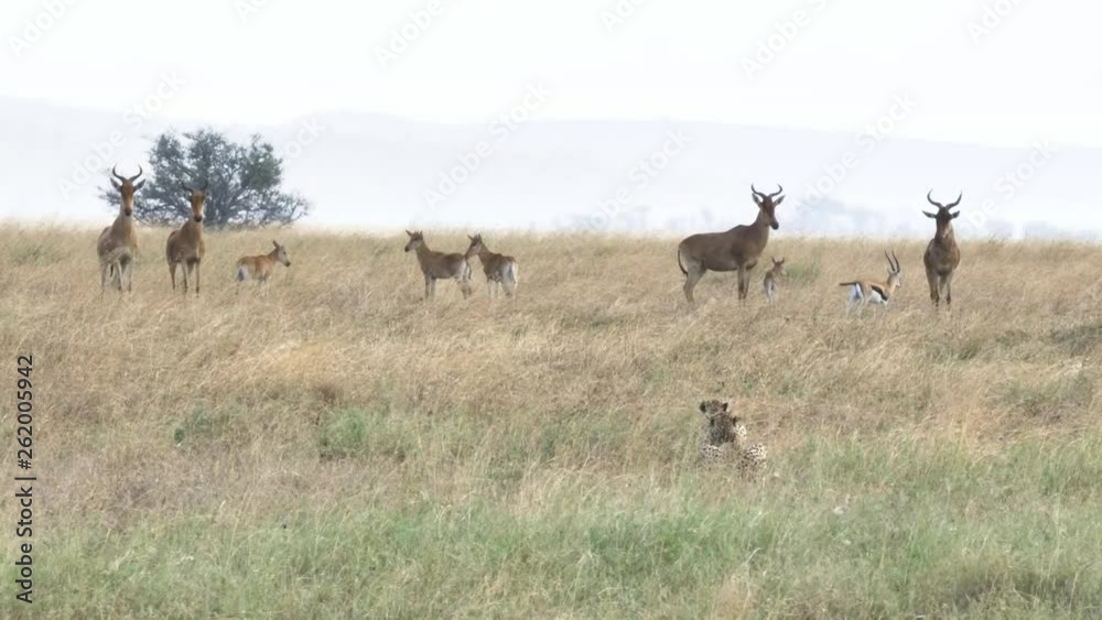 a 4K 60p clip of a cheetah pair stalking hartebeest and gazelle at serengeti national park in tanzania a 4K 60p clip of a cheetah pair stalking hartebeest and gazelle at serengeti national park in tanzania