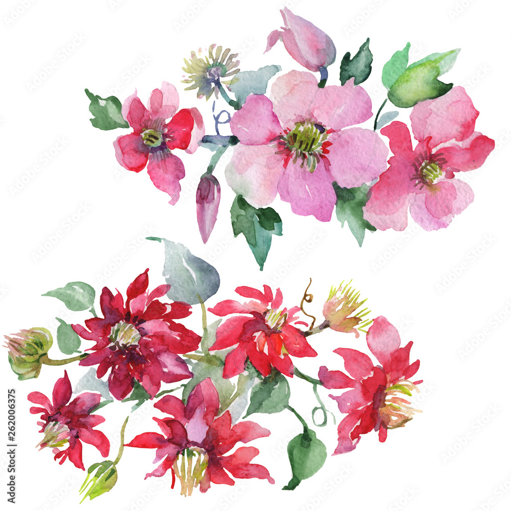 Clematis bouquet floral botanical flowers. Watercolor background set. Isolated bouquets illustration element.