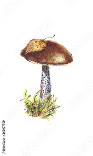 Fresh brown cap boletus in a clump of moss