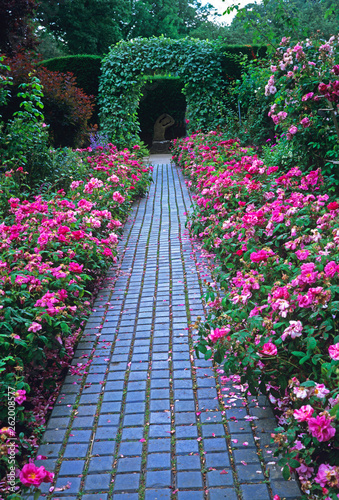 Pathway through the Rose garden of country garden photo